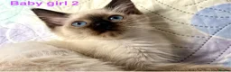 Ragdoll cats for sale: Socialised Baby Ragdoll Kittens ready now  - Advert 15