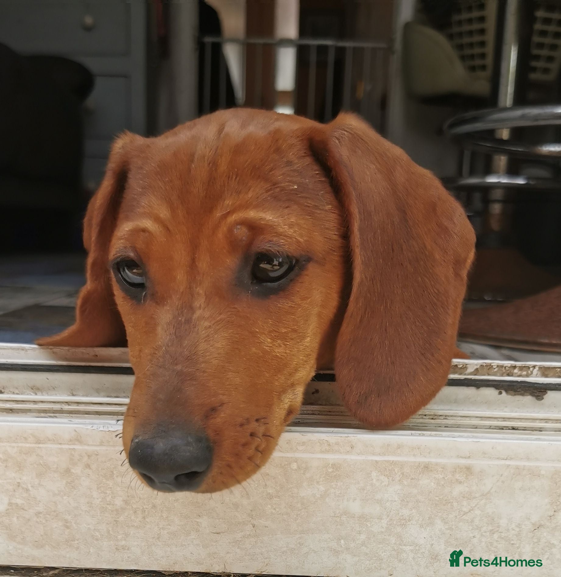 Dachshund dogs Unusual colour Playful miniature Dachshound pups  - Advert 1