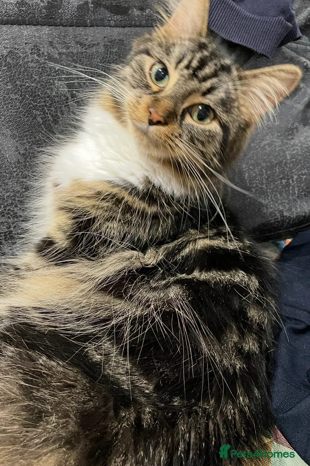 Domestic Shorthair cats for sale: Long hair female  - Advert 2