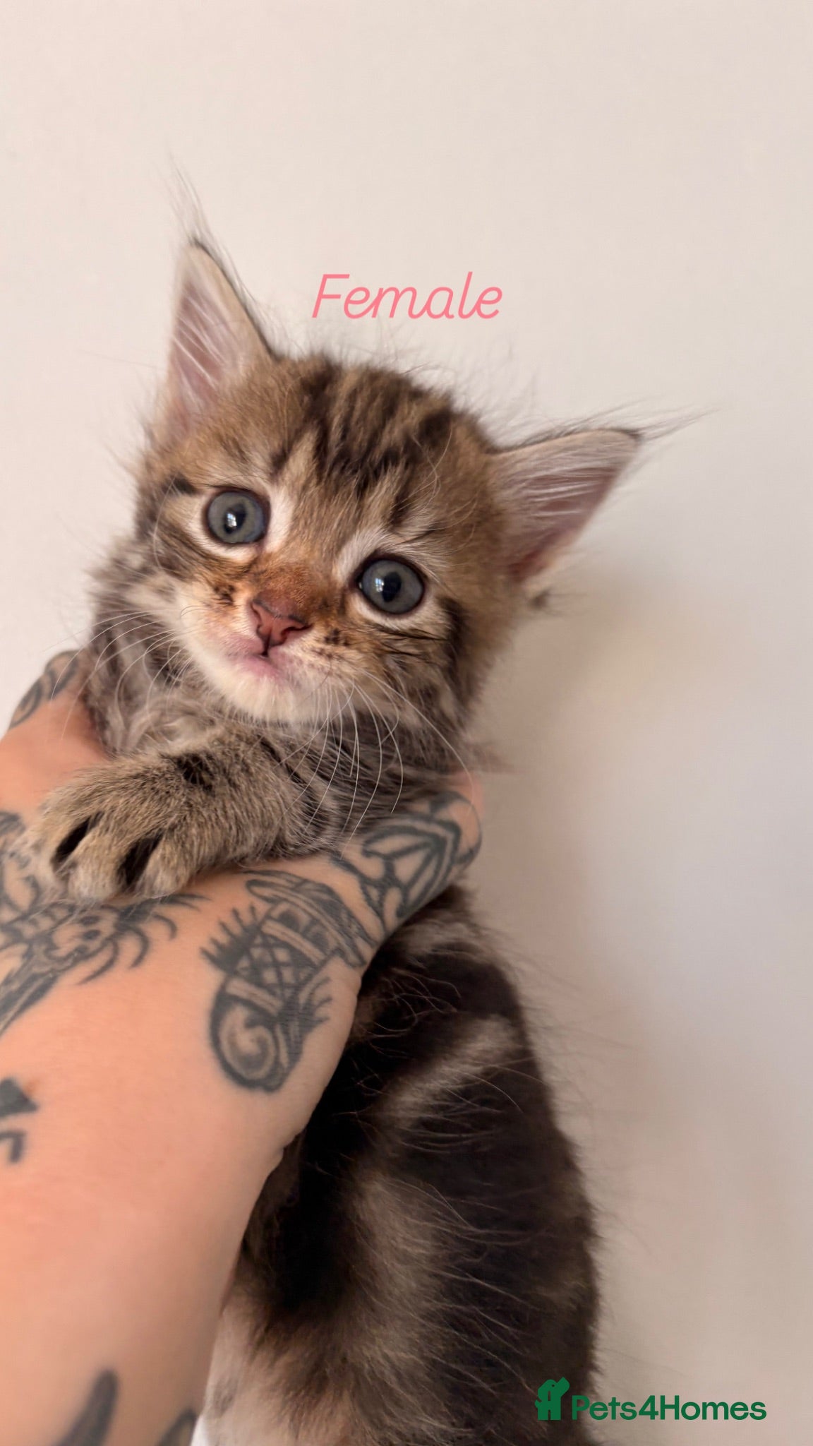 Domestic Shorthair cats 4 Kittens for sale 3 girls and 1 boy - Advert 8