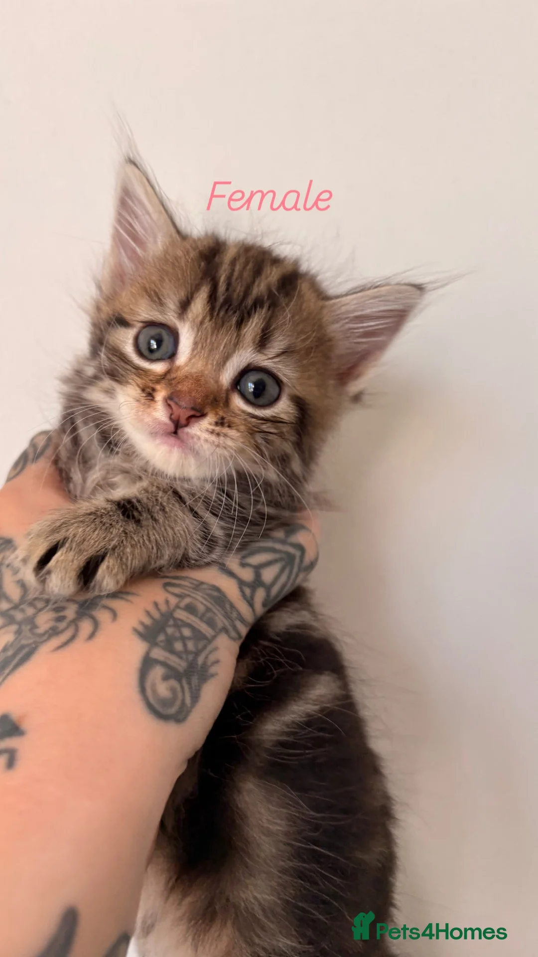 Domestic Shorthair cats for sale: 4 Kittens for sale 3 girls and 1 boy in Deal - Advert 1