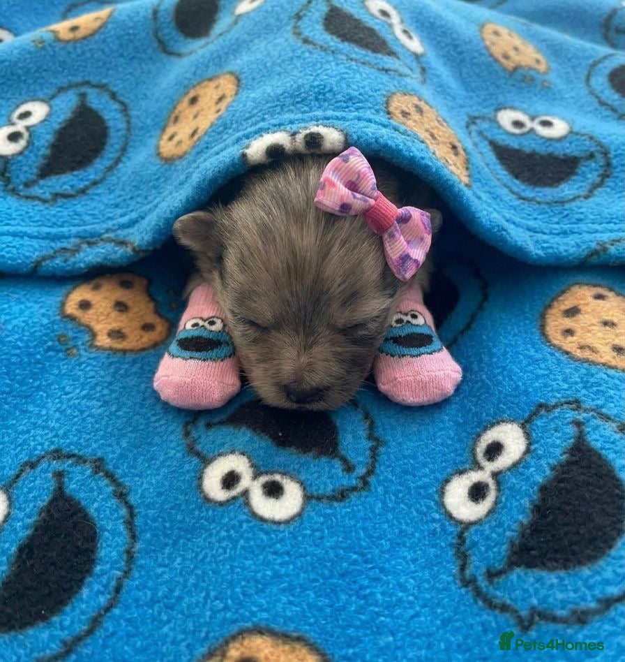 Pomeranian dogs ✨🐾1 Mini Pom Star Left🏆🐶🐾✨ - Advert 13