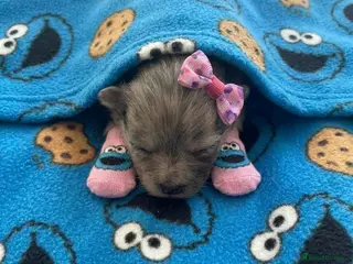 Pomeranian dogs ✨🐾1 Mini Pom Star Left🏆🐶🐾✨ - Advert 13