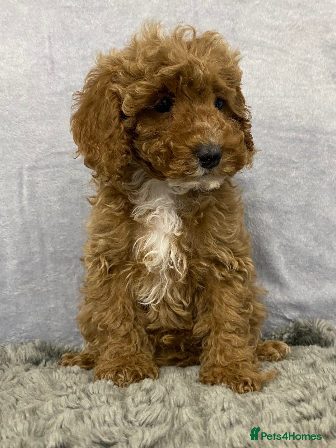 Cavapoo dogs for sale: Cute Cavapoo - Advert 1
