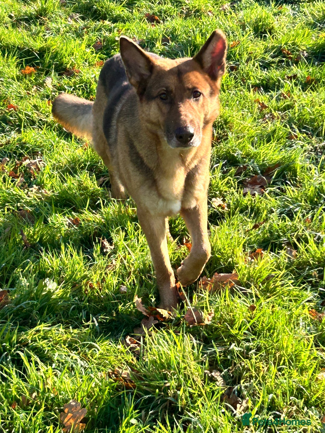 German Shepherd dogs for sale: German shepherd adult female  - Advert 3