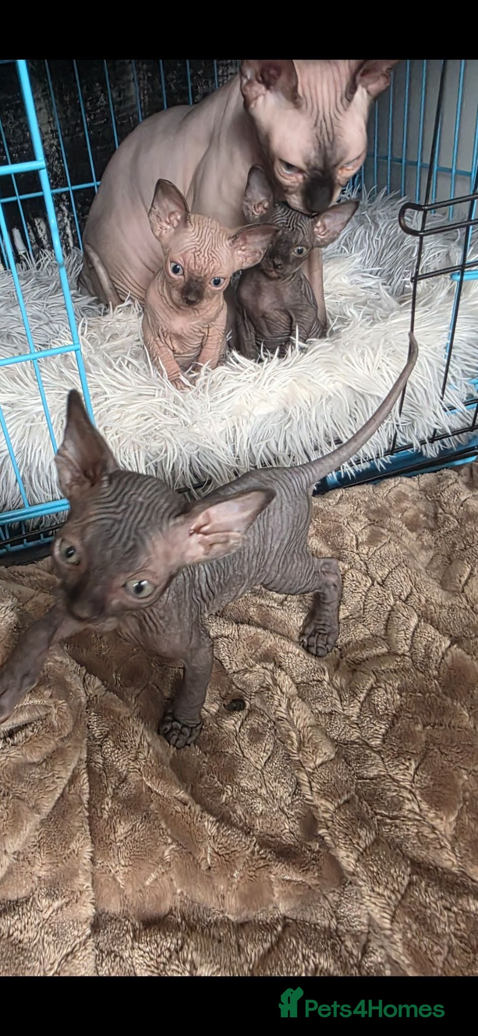 Sphynx cats 3 Stunning TICA Registered Sphynx Boys - Advert 10