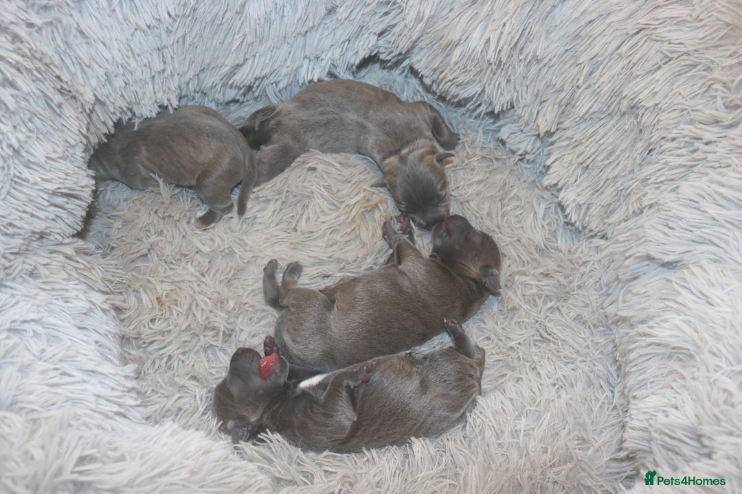 Staffordshire Bull Terrier dogs for sale: pure blue Staffordshire bull terriers - Image 2