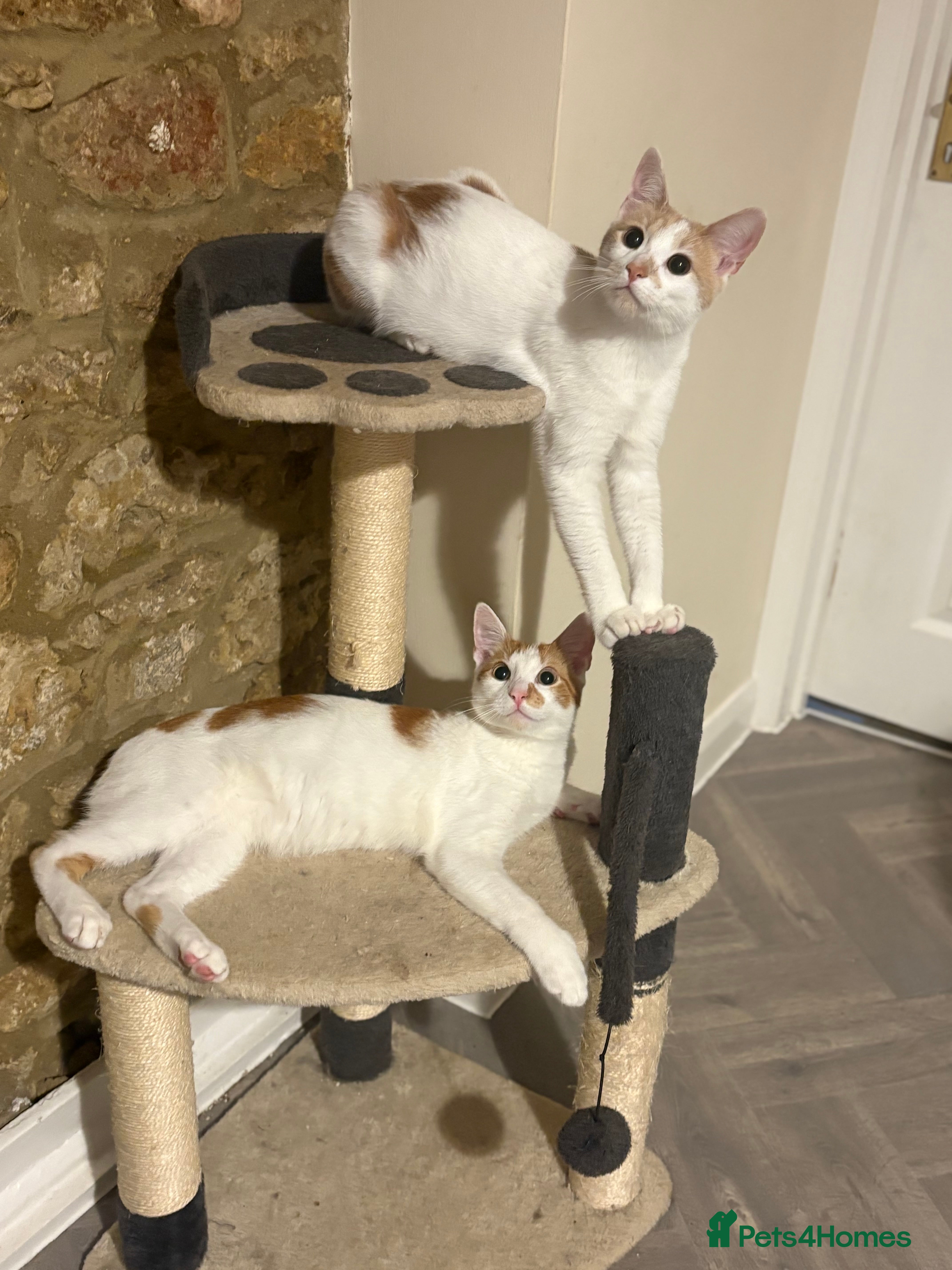 Domestic Shorthair cats 2 male cats  - Advert 21