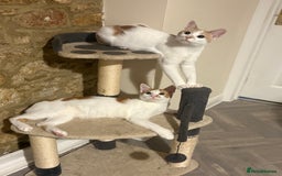 British Shorthair cats for sale: 2 male cats  - Advert 1