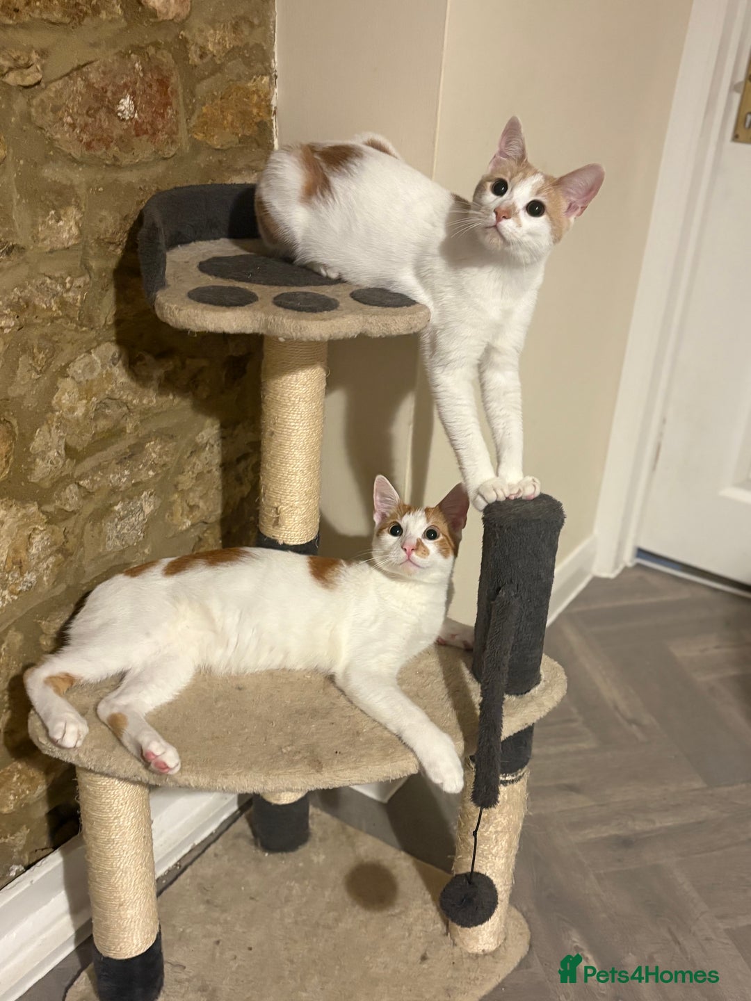 British Shorthair cats for sale: 2 male cats  - Advert 1