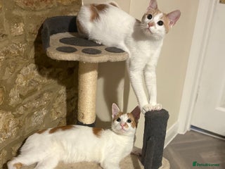 British Shorthair cats for sale: 2 male cats - Advert 1