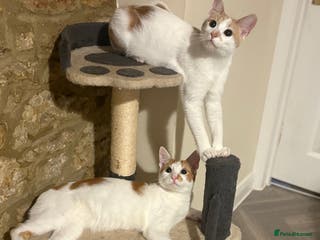 Domestic Shorthair cats 2 male cats - Advert 9