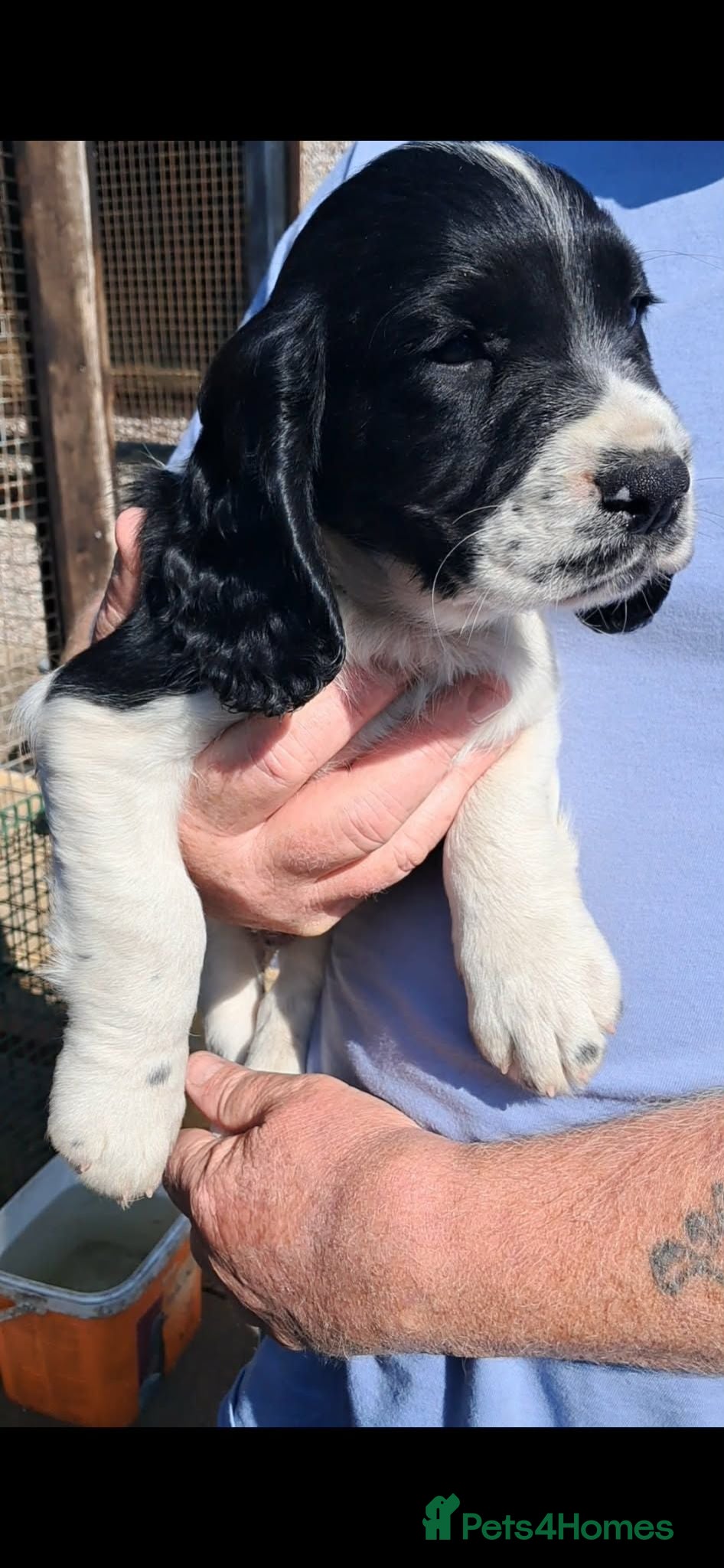 Sprocker dogs SPROCKER (ENGLISH SPRINGER X COCKER SPANIEL) PUPS - Advert 5
