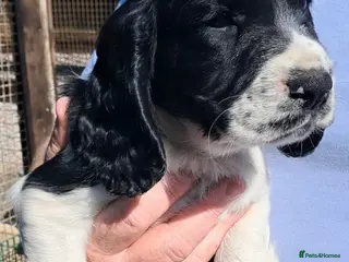 Sprocker dogs SPROCKER (ENGLISH SPRINGER X COCKER SPANIEL) PUPS - Advert 5