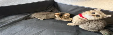 British Shorthair 4