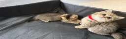 British Shorthair cats for sale: Black Golden British Shorthair Kittens for Sale in Nottingham - Advert 4