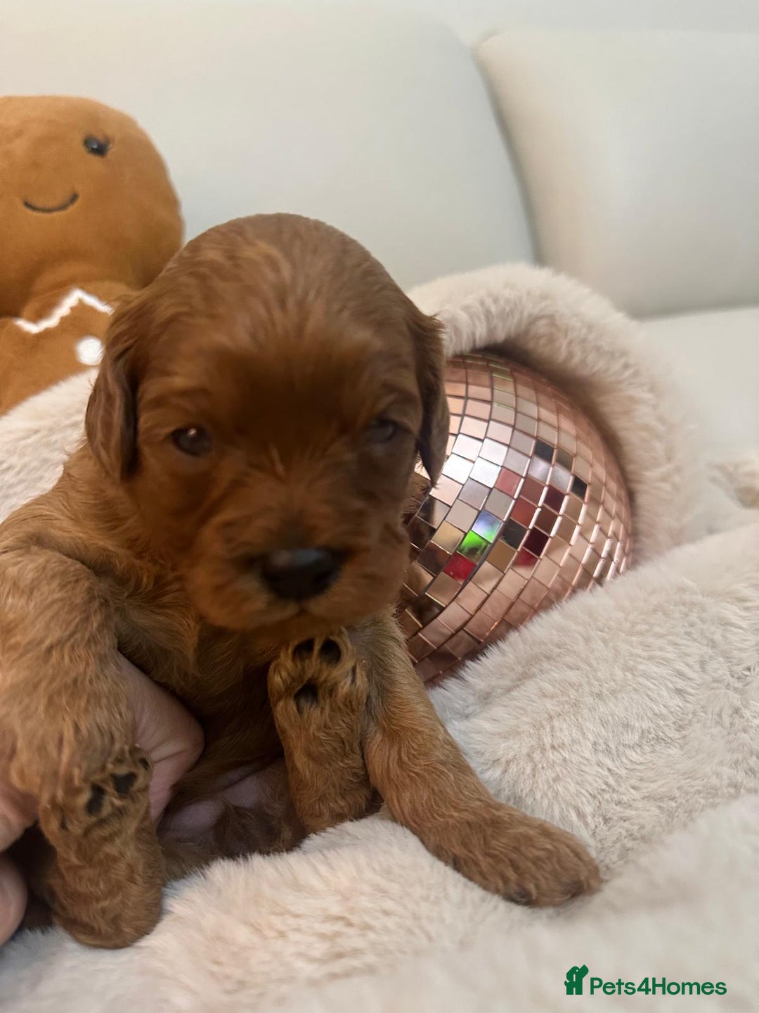 Cavapoo dogs for sale: 🐾 Beautiful F1 Cavapoos – Raised with Love  🐾 - Advert 34