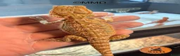 Bearded Dragon reptiles for sale: G stripe Baby Bearded Dragons available - Advert 11