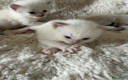 Ragdoll cats for sale: Beautiful litter of Ragdoll baby’s!  - Image 9
