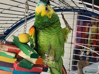 Parrots birds Baby ring neck talking parrot - Advert 2