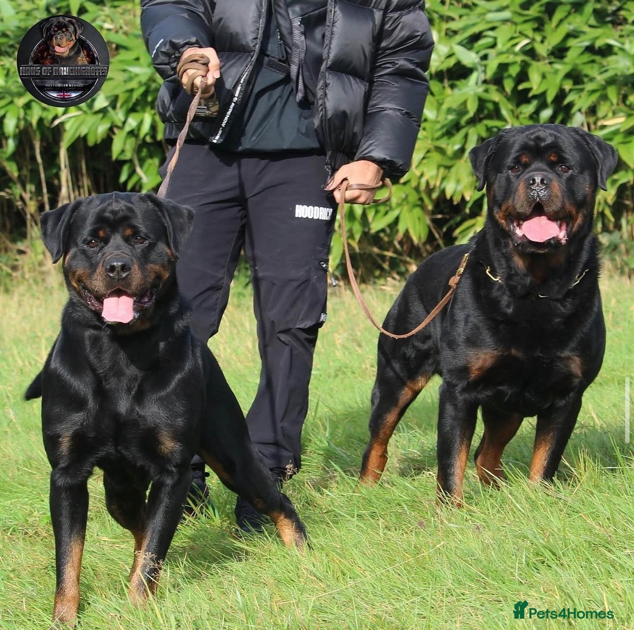 Rottweiler dogs Outstanding Rottweiler Litter Of 6 Beautiful Boys - Advert 2