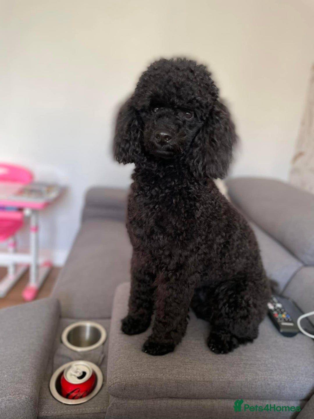 Toy Poodle dogs for sale: Toy Poodle  - Image 10