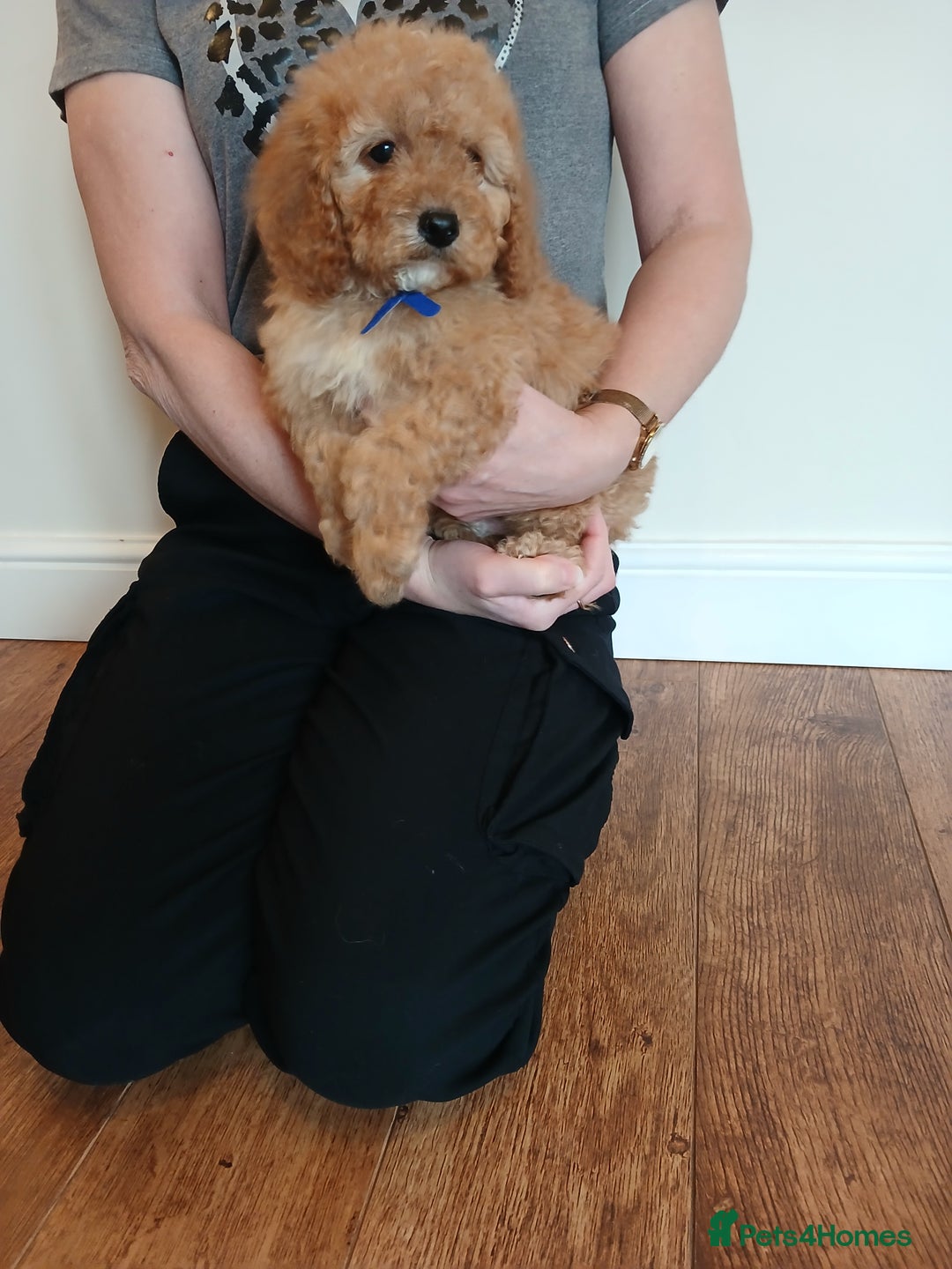 Cockapoo dogs for sale: Cockapoo puppies  - Advert 9