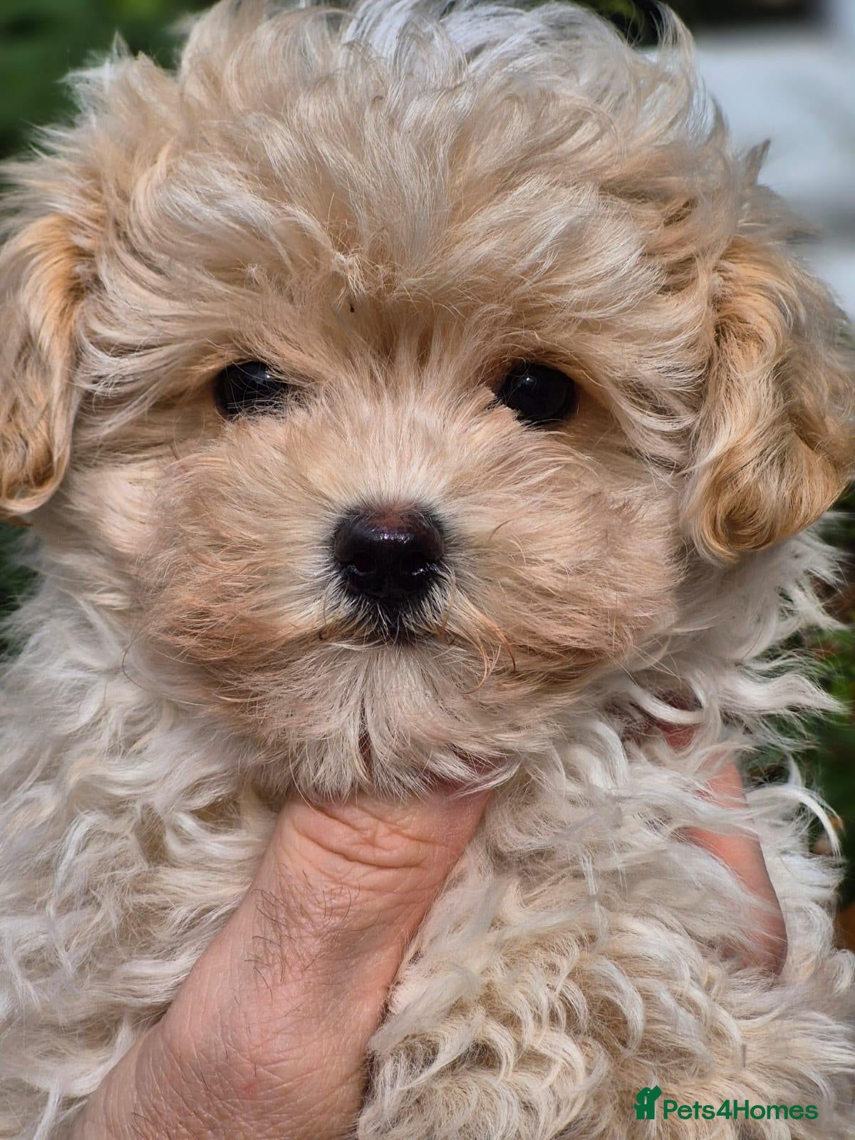 Maltipoo dogs Amazing Tiny Korean Teddybear Maltipoo Puppies.  - Advert 2