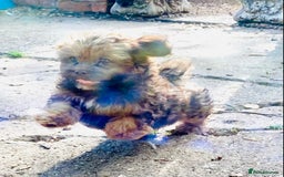 Shih Tzu dogs for sale: 🌟 HAPPY TEDDY BEAR MALSHI-POO PUPS - Image 3