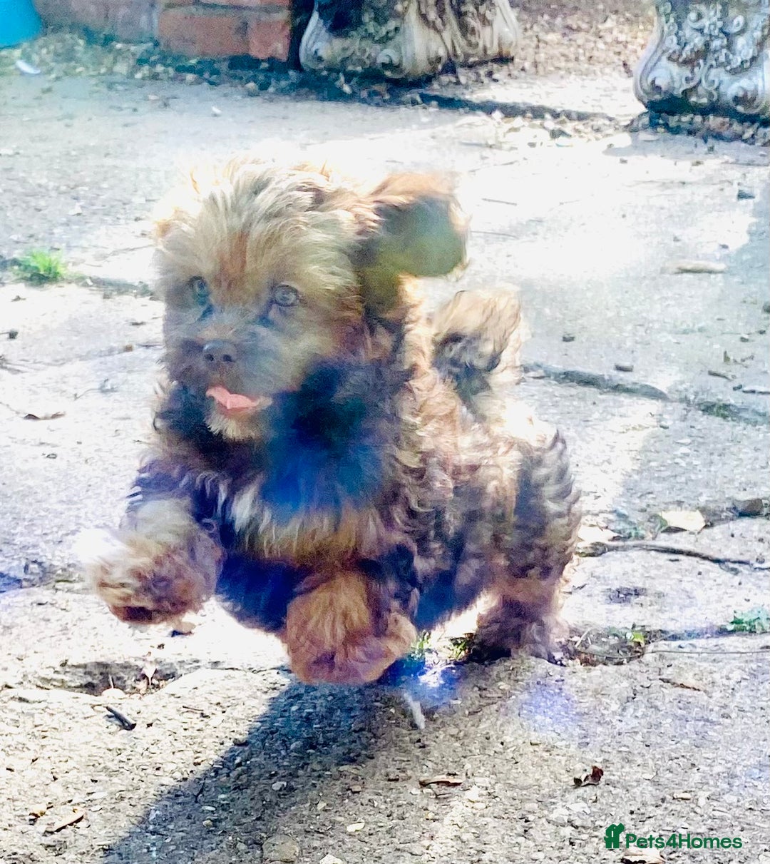 Shih Tzu dogs for sale: 🌟 HAPPY TEDDY BEAR MALSHI-POO PUPS - Image 3