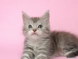 Maine Coon cats Stunning Litter Of Maine Coon Kittens - Advert 15