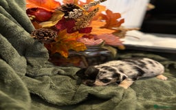 Chihuahua dogs for sale: Beautiful litter of chihuahua boys & girls  - Image 8