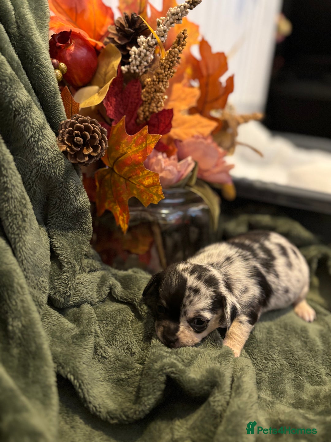 Chihuahua dogs for sale: Beautiful litter of chihuahua boys & girls  - Image 8