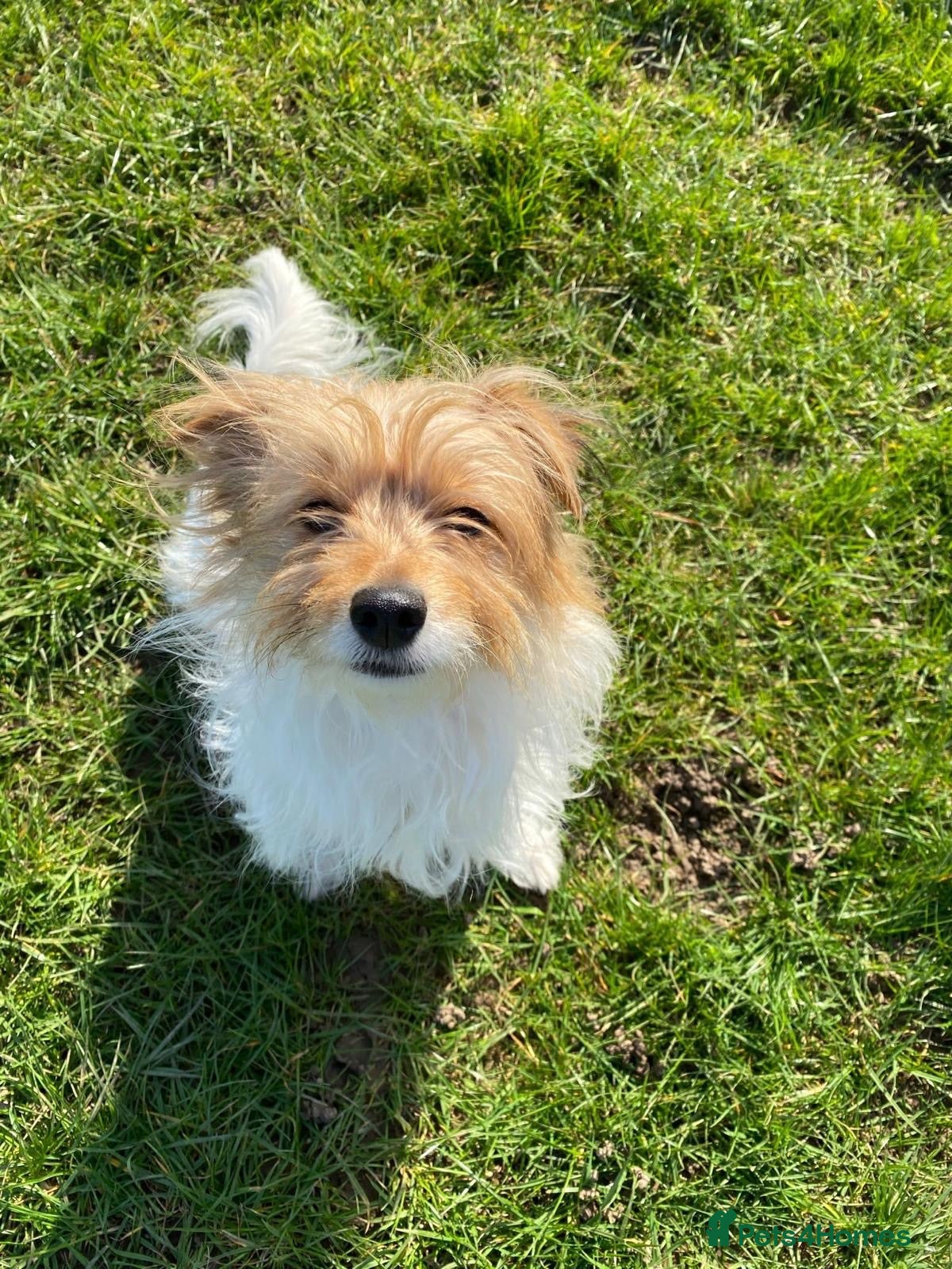 Mixed Breed dogs Jack Russell mixed  - Advert 2