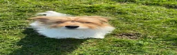 Mixed Breed dogs for sale: Jack Russell mixed  in Harrow - Advert 1