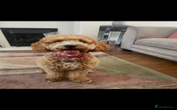 Cavapoochon dogs for sale: Cavapoochon Puppies –Ready Mid-October - Image 14