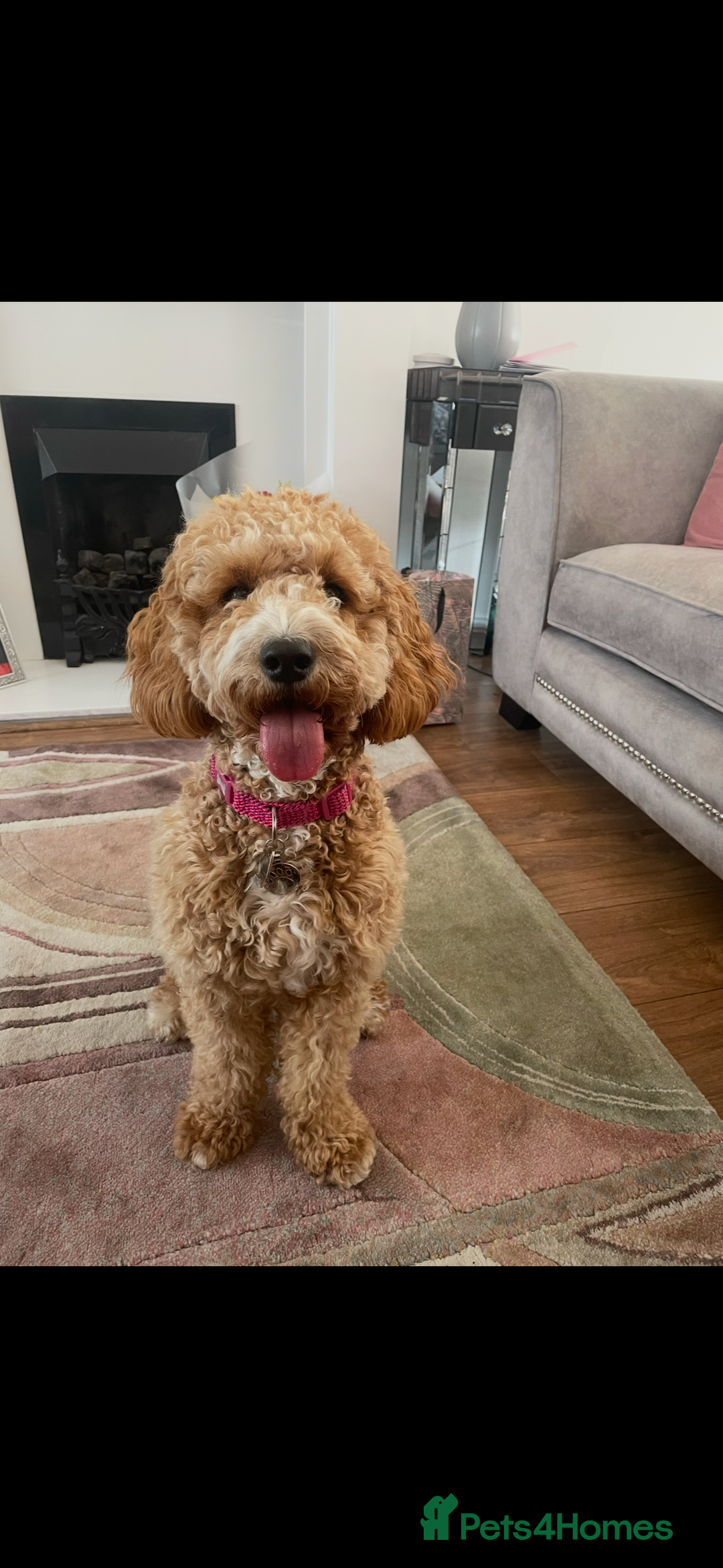Cavapoochon dogs for sale: Cavapoochon Puppies –Ready Mid-October - Image 14