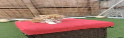 Persian cats for sale: Honey  - Advert 4