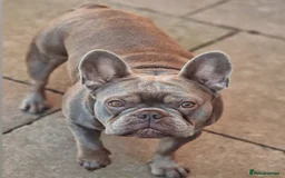 French Bulldog dogs for sale: Beautiful Bronny seeking a dog free home  - Image 6