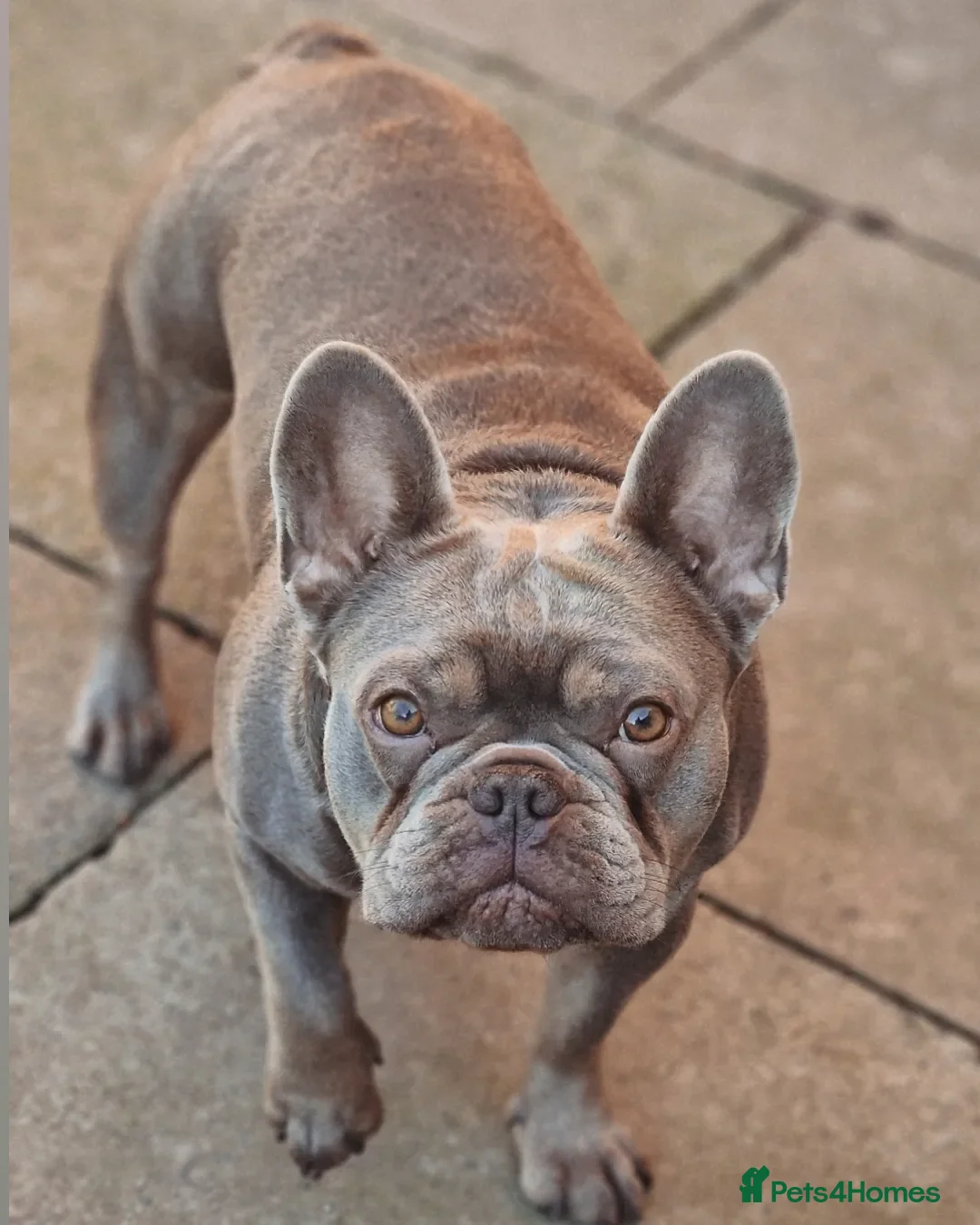 French Bulldog dogs for sale: Beautiful Bronny seeking a dog free home  - Image 6