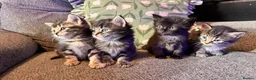 Mixed Breed cats for sale: Stunning kittens 🐈‍⬛ - Advert 3