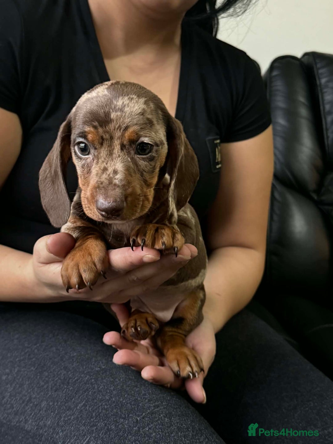 Dachshund dogs for sale: Miniature Dachshund puppies - Advert 2