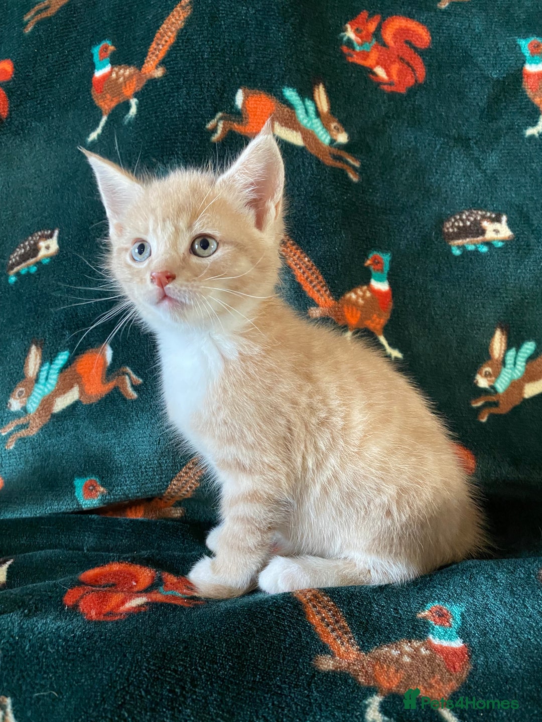 Mixed Breed cats for sale: Maine Coon, BSH, moggy mash ups - Advert 2