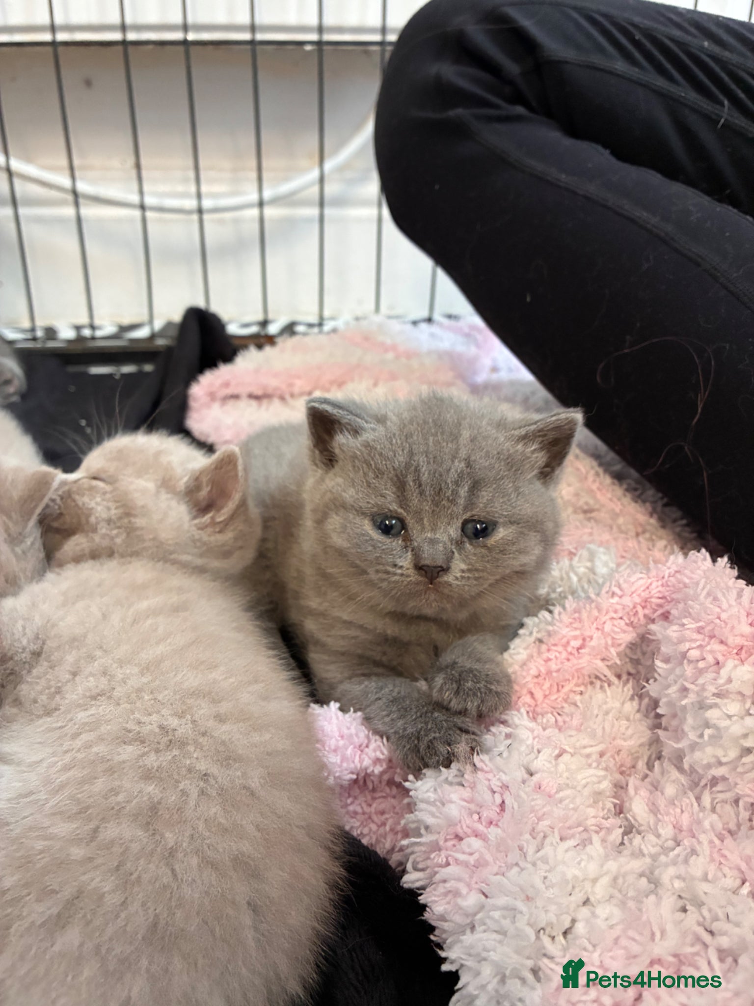 British Shorthair cats British shorthair kittens blue & lilic - Advert 1