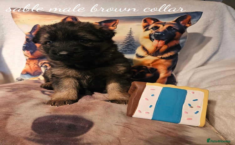German Shepherd dogs - Advert 2