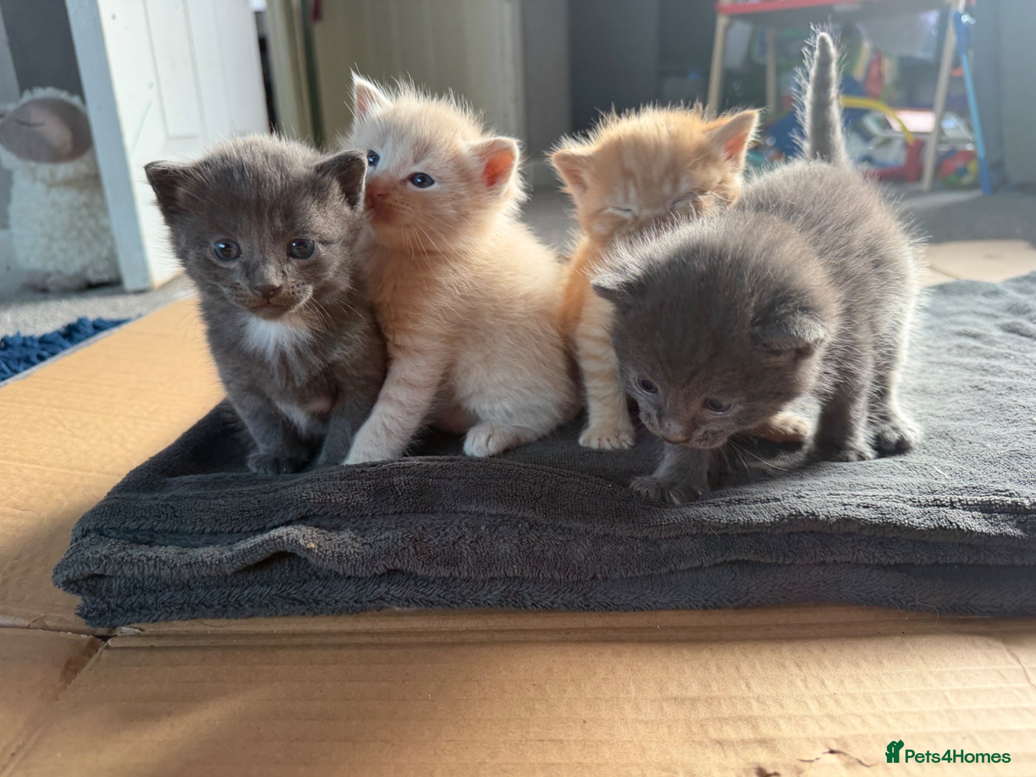 Mixed Breed cats Gorgeous kittens - Advert 1