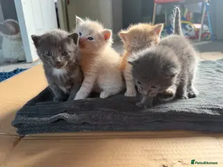 Mixed Breed cats Gorgeous kittens - Advert 2