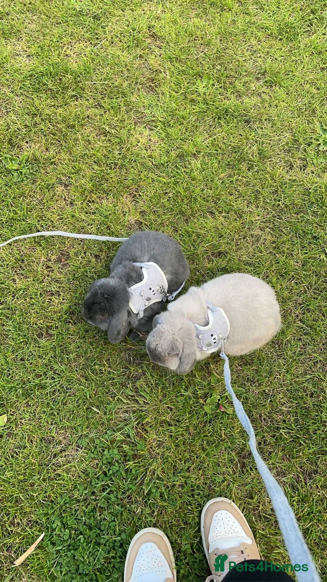 Mini Lop rabbits for sale: Flippy in Mountain Ash - Advert 2