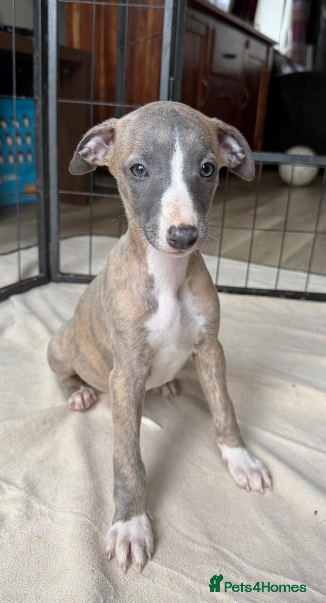 Whippet dogs for sale: Gorgeous whippet puppies for sale - Advert 9