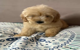 Cockapoo dogs for sale: Outstanding puppies  - Image 23